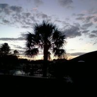 Sunset seen through palm tree, Opp AL, Опп