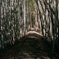 Wilderness Park bamboo grove, Праттвилл