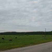 Typical S. Alabama--Outside Mapleville, Прикевилл