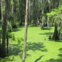 Brillant Swamp, Робинсон Спрингс