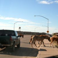 Kayenta; Main Street, Horses, Кайента