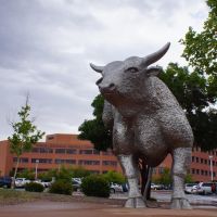 2013, "Silver Tornado" - Artist Natalie Krol, Rodeo Bull Sculpture, Yavapai Regional  Medical Center, Прескотт