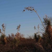 Soaptree Yucca (Yucca elata - Palmilla) near sunset; S of San Manuel, AZ, Сан-Мануэль