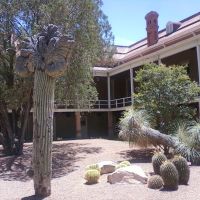 Crested saguaro at U of A, Old Main, Тусон
