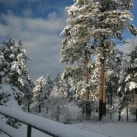 A typical Winter scene in Ponderosa forest of Flagstaff, AZ - looking South West, Флагстафф