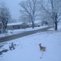 Our Dog dasiey Checking out the snow., Аткинс