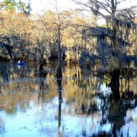 The Mill Pond in winter, Caddo Lake, Texas, Бакнер