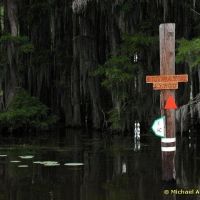 Alligator Bayou, Caddo Lake, Texas, Бакнер