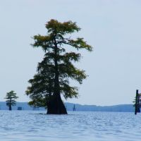 Swamp cypress trees in the eastern basin of Caddo Lake (2), Бакнер