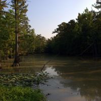 Arkansas Swamp, Брадфорд