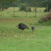Wild Turkeys in Judsonia, Кенсетт