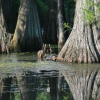 Mirrored Trees in Bayou de Siard, Смаковер