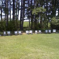 Entomology Club Apiary, Тонтитаун