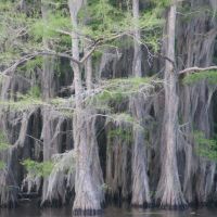 Heavy moss load on trees at Caddo Lake near Uncertain TX, Тэйлор