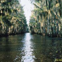 Government Ditch - Caddo Lake, Texas, Тэйлор