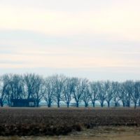 Lined Up and Bare - Winter Pecan Trees Along New 61, Хоппер