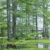 Cypress Swamp, Эмерсон