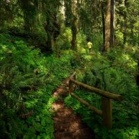 Sherwood Forest Trail - 201304LJW, Абердин