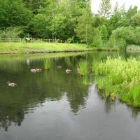 Ducks In A Pond, Ботелл