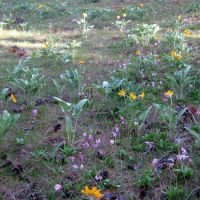 Wildflowers Blooming in Dishman Hills, Дишман
