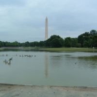 小鸭和高耸的华盛顿纪念碑, Женева