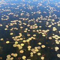 Lillies in Phantom Lake, Истгейт