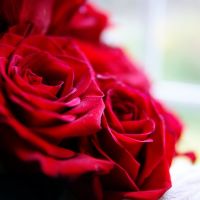 My roses.., Истгейт