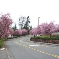 Spring Blossoms Totem Lake Mall-120th AVe NE (1), Кингсгейт