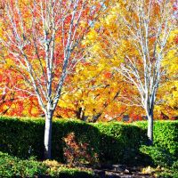 Fall colors in Redmond, WA, Кингсгейт