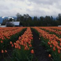 Tulip Field on the edge of Mount Vernon Washington State, Маунт-Вернон
