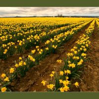 Daffodils, Маунт-Вернон