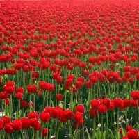 Red Tulips, Маунт-Вернон