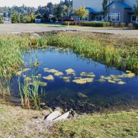 Stormwater remediation pond. This pond intercepts and biologically filters street runoff.  Nutrients are taken from the water by aquatic plants before the water either soaks into the ground or drains to Budd Inlet., Олимпия