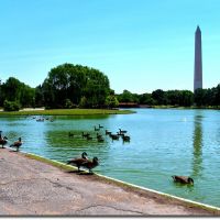 Washington Monument and Constitution Gardens Pond