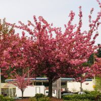 Flowers in spring - Renton, WA, USA., Рентон