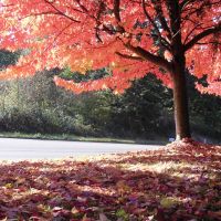 Fall  Colors in Brighton Ridge, Renton, Рентон