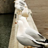 Get back in line, Jonathan, and wait your tern!, Спокан