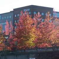Tacoma Fall Colors, Такома