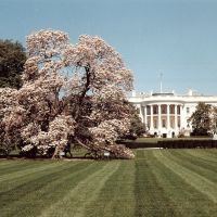 Cerezos en flor.The White House ., Томпсон-Плэйс