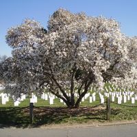 Arlington Cemetery, Арлингтон