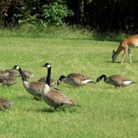 Deer and Ducks, Ньюпорт-Ньюс