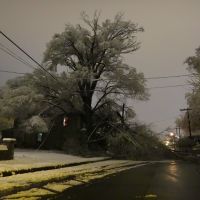 Tree Down on Wise Ave, Роанок