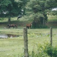 Leroys Horses, Хайленд-Спрингс