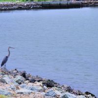 VIRGINIA: HAMPTON: HAMPTON UNIVERSITY: Great Blue Heron (Ardea herodias) on the Hampton River shore 2, Хэмптон