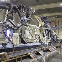 Dinosaur Discovery Museum, GLCT, Кеноша