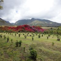 Colourful Hill of Bougainwillea at Maui, Ваикапу