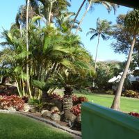 2011.0317 Maui Tropical Plantation　果樹園：南国植物の集大成, Ваикапу