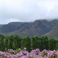 Maui Tropical Plantation, Ваикапу