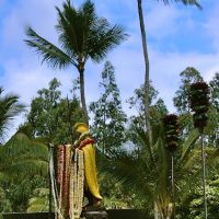 King Kamehameha 1st, Капаау