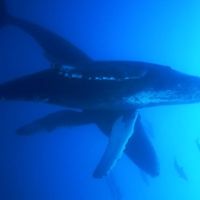 Diving with Whales in Hawaii - www.thescubadivingdirectory.com, Кихей